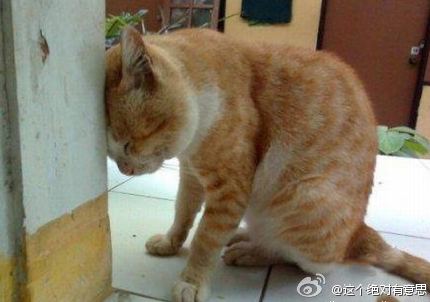猫猫为啥要跟墙壁过不去呢