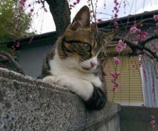 爬在墙上注视的猫咪