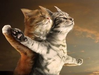 猫咪版泰坦尼克号浪漫瞬间