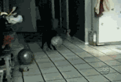 被气球吓坏的小猫