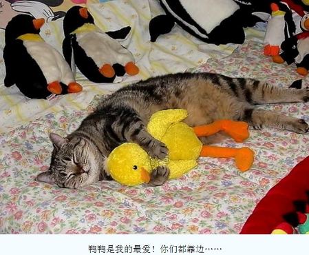 抱着小鸭睡觉的狗