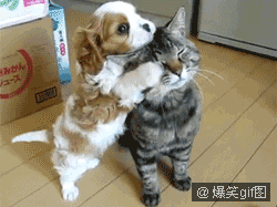 随意欺负小猫的狗狗