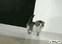 可爱的猫咪跑过来