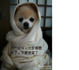 天气太冷，大家裹紧了