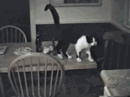 笨笨的猫咪摔到桌子下面