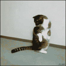 玩自己尾巴的小猫