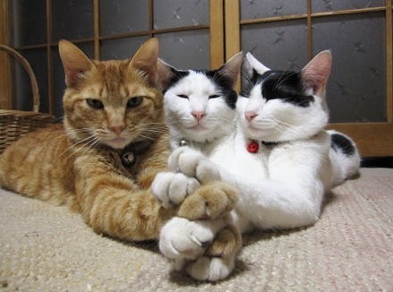 把六只猫爪子叠在一起