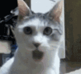 久久张开嘴巴的猫咪