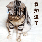 小猫版我知道了