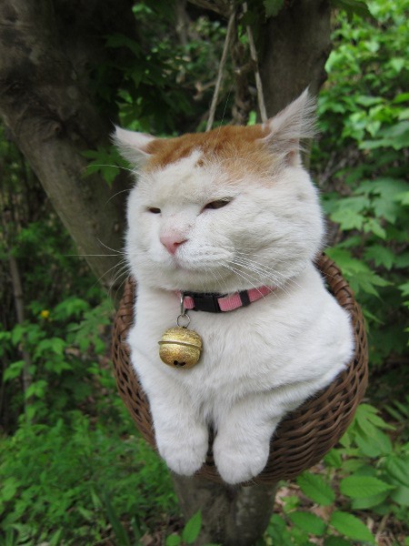 吊在树上的小猫