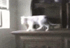 猫咪也有失足的时候