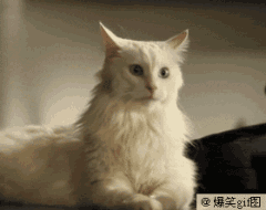 猫咪的耳朵能不停移动