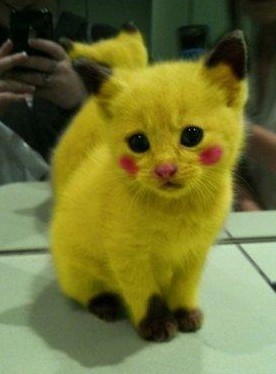 小狗也爱涂红脸