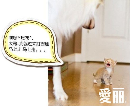 大哥别吓我，我是来打酱油的