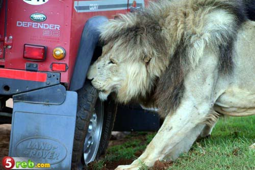 狮子咬轮胎