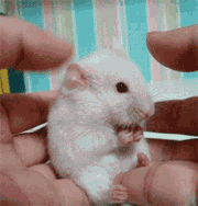 练习直立的小兔子