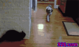 小猫躲在墙角偷袭小狗