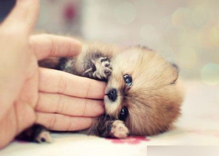 别以为我不会咬人