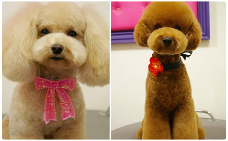 世界名犬，高贵品质