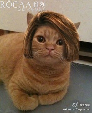 头戴假发的猫咪