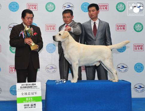 做狗就要做这样的狗，狗中之尊