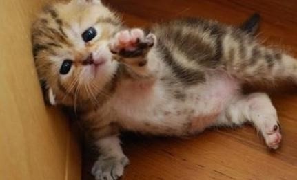 别啊，猫咪挥手求你了