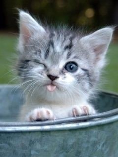 猫咪也爱做鬼脸