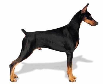 站得直直的杜宾犬