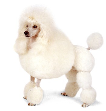 超级名犬，个性十足
