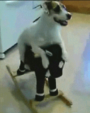 小狗也爱骑木马