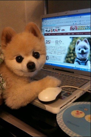 小狗上网发微博