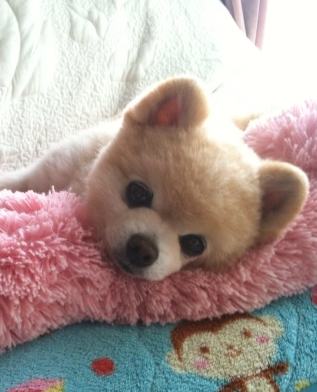 俊介小狗爬着睡觉觉