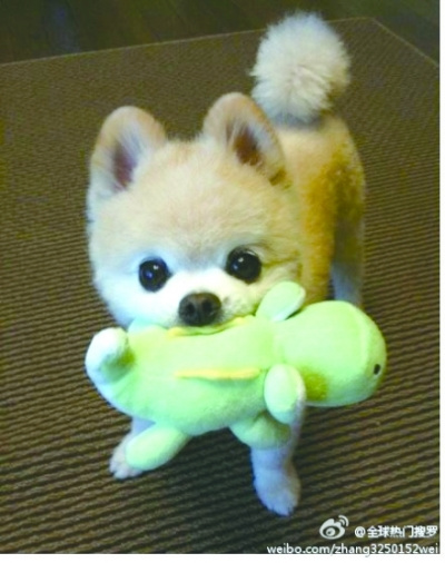 小狗嘴咬布玩具