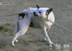 用力咬绳子的狗狗