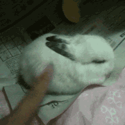 装死的小兔子