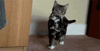 老猫嘴里叼着小猫
