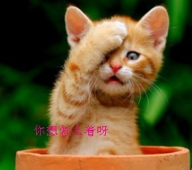 蒙住一只眼睛的小猫