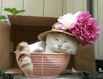 头上戴花躺在筐子里快活的肥猫