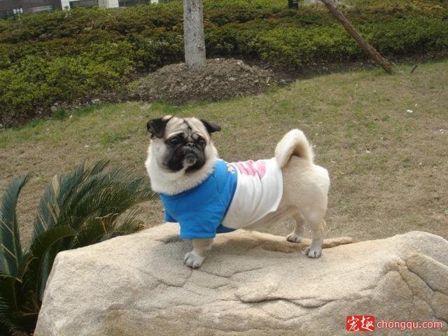 气质狗狗回头一望