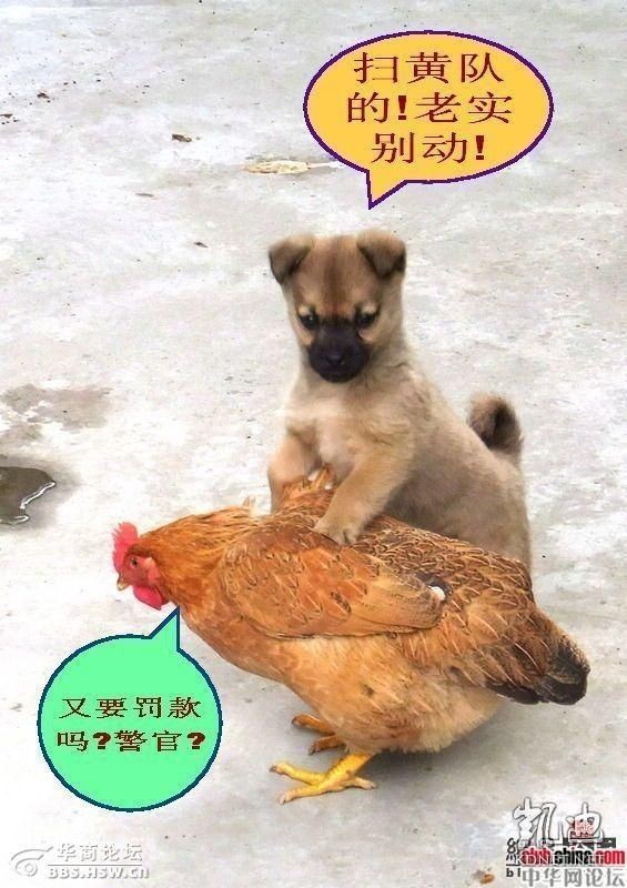 老实点别动，你被逮捕了