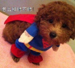 看看我这样帅不帅