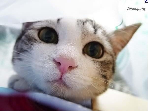 给猫咪来一张大脸照