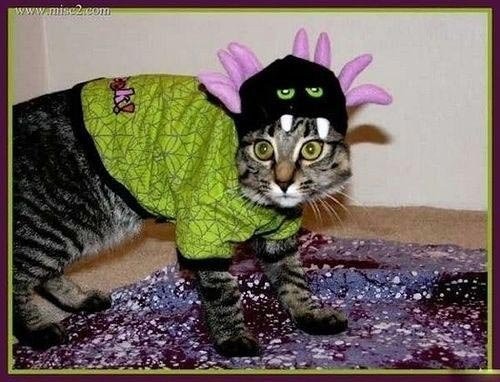 穿上球衣的花猫