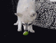 有东西吃，开心极了