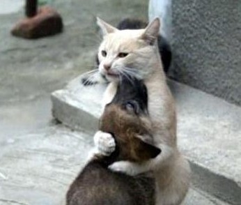 白猫把黑狗抱在怀怉里，安慰一下