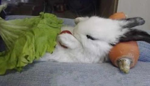 你见过兔子这样睡觉吗