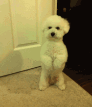 练习直立倒地的小狗