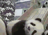 一群熊猫在雪地滑滑梯