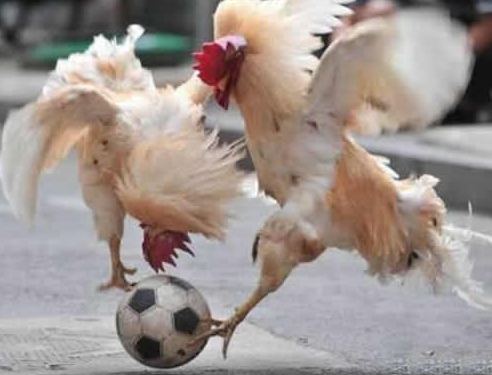 终于看到了足球的希望