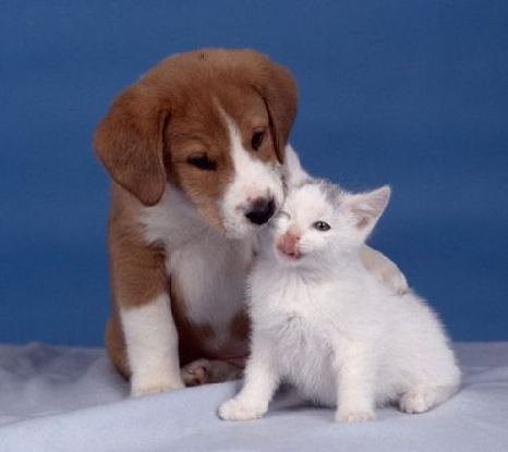 大狗安抚小白猫